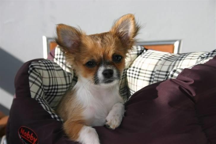 Chihuahua mINI - Her føler jeg mig tryg. billede 10