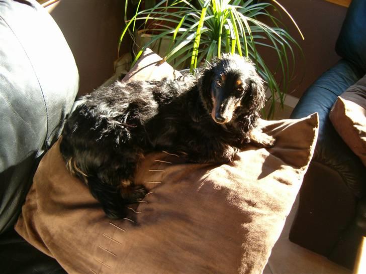 Gravhund Chicho - Kongen af sofapuden (: billede 14