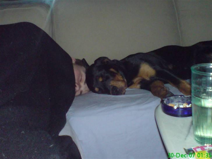 Rottweiler Maggi - Mhh.. skal lige putte mig helt ind til fars hoved. billede 10