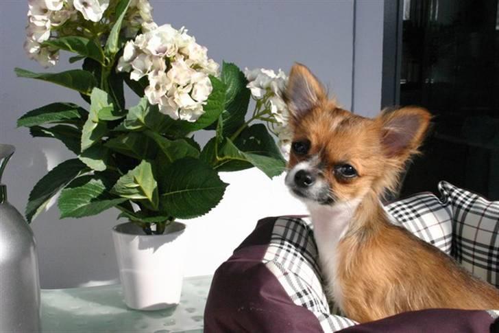 Chihuahua mINI - Hvorfor kalder du hele tiden på mig ? billede 11