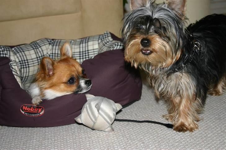 Chihuahua mINI - Bare jeg bliver ligeså stor som dig en dag billede 12