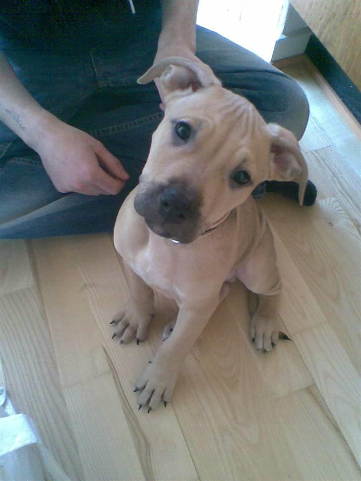 Amerikansk staffordshire terrier Chucky billede 1