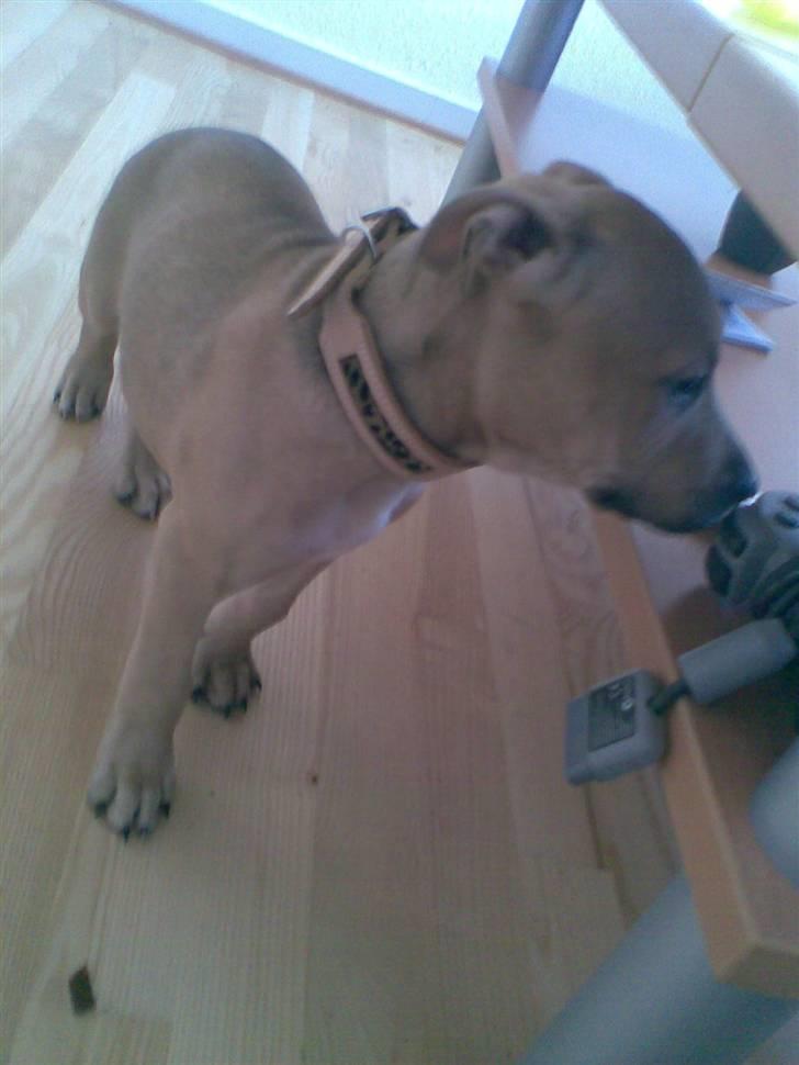 Amerikansk staffordshire terrier Chucky billede 2