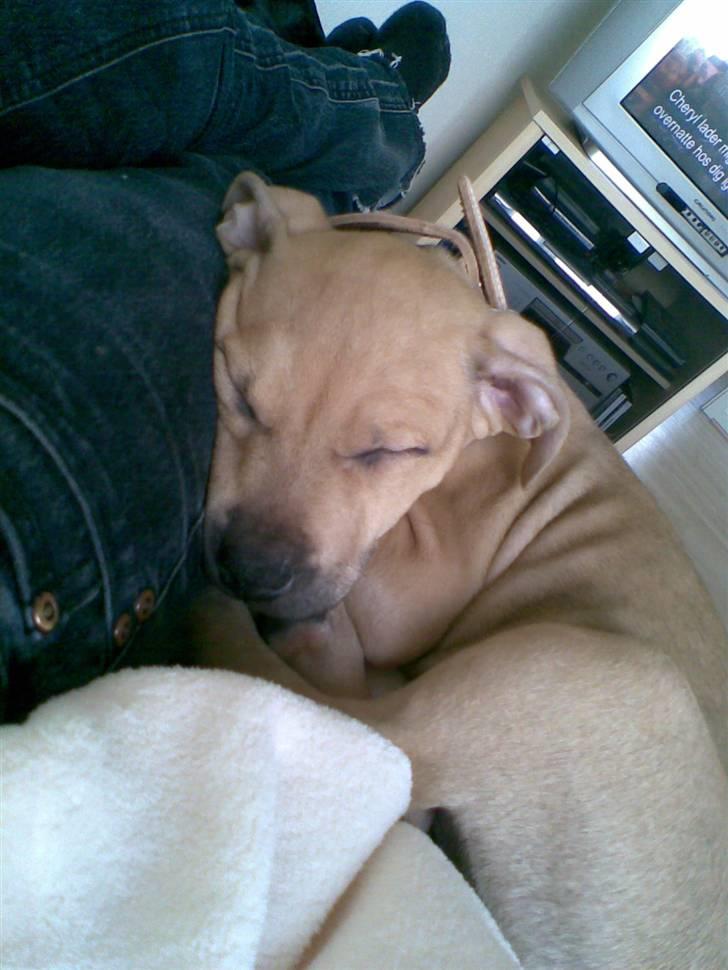 Amerikansk staffordshire terrier Chucky billede 3