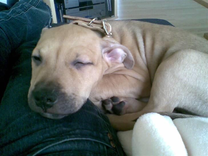 Amerikansk staffordshire terrier Chucky billede 4