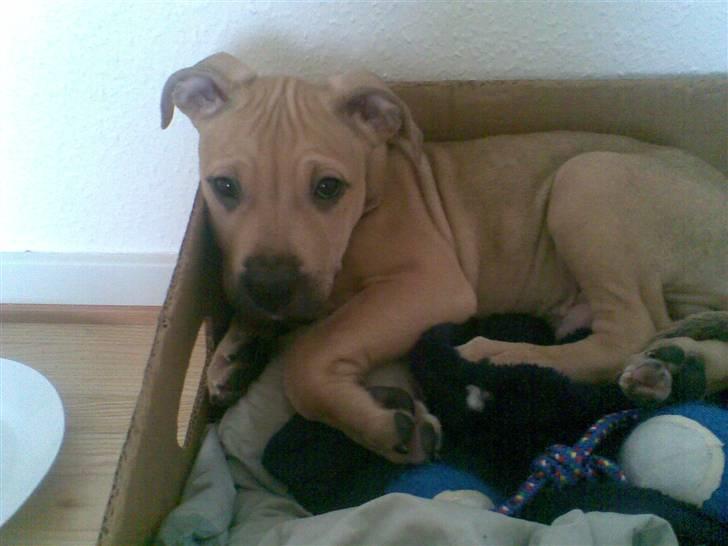 Amerikansk staffordshire terrier Chucky billede 5