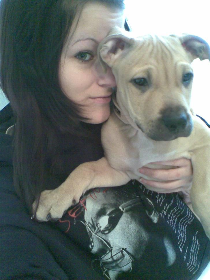 Amerikansk staffordshire terrier Chucky billede 6