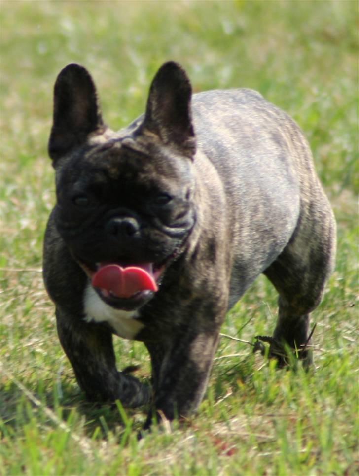 Fransk bulldog Lancome's Øyja billede 9