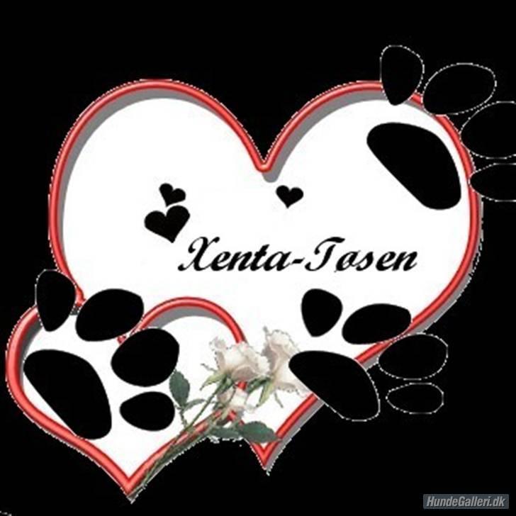 Dobermann Torontos Xenta *R.I.P.* - Smuk billed lavet af en bruger herinde :-) billede 17