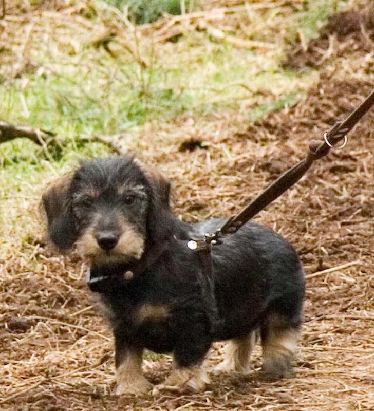 Gravhund Frida - Den første skovtur billede 1