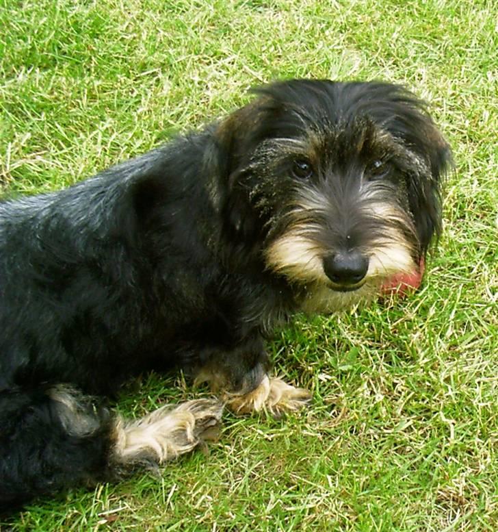 Gravhund Frida - Altså læg nu det kamera og kast den BOOLLLLDDDD billede 2