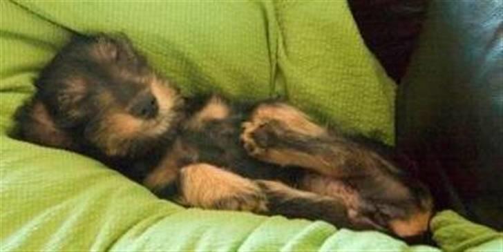 Gravhund Frida - Det er hårdt at være lille hvalp billede 3