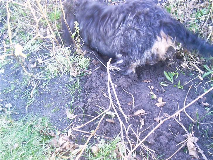 Gravhund Frida - YES.....jeg har færten af musen! billede 4