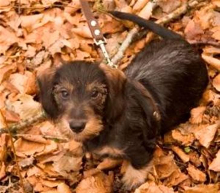 Gravhund Frida - Smukke Frida billede 5