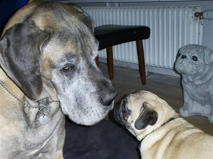 Mops ¤ Kisci Audrey Hepburn ¤ - Zazu & mig..... mysser... *gg* billede 14