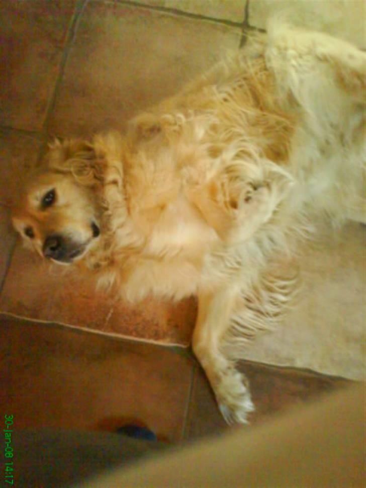 Golden retriever Niko(L) - LÆKKER´LÆKKER!!!! SEJT BILLEDE!!!! :b  billede 10