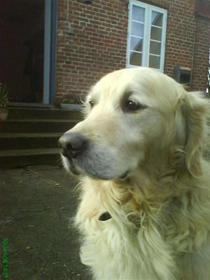 Golden retriever Niko(L) - Niko Hvordan skal jeg sige det ?! jeg ved det ikk!! billede 11