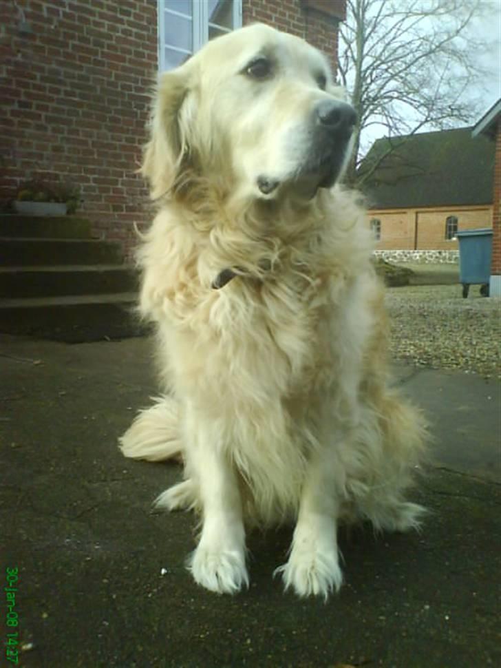 Golden retriever Niko(L) - Total se mig hund!!! -Jeg siger Niko LÆKKER som altid!!! :] billede 12