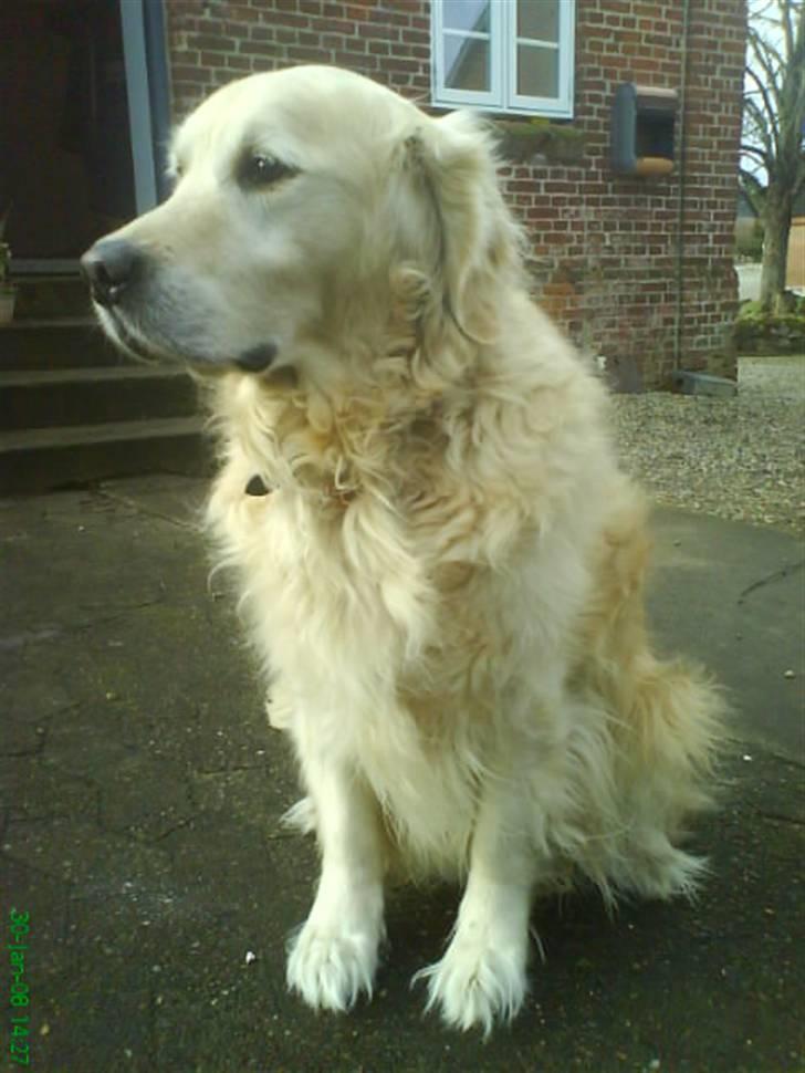 Golden retriever Niko(L) - Se mig!! jeg er mest lækker!!! <3 billede 13