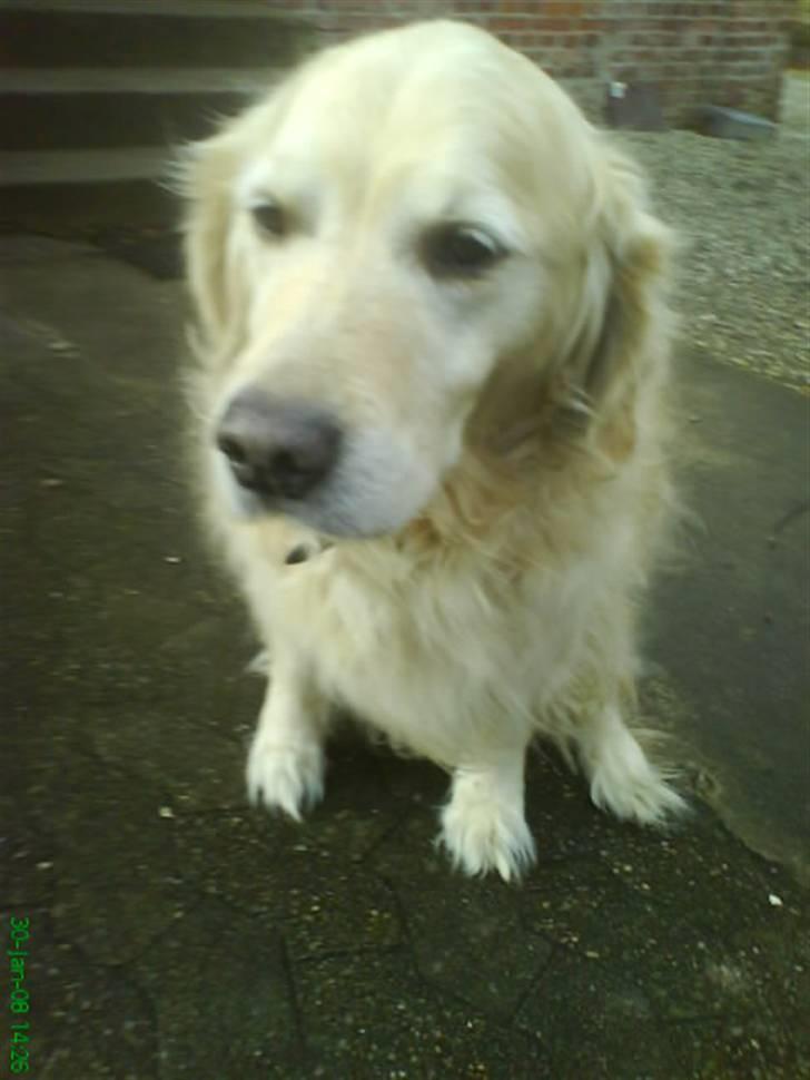 Golden retriever Niko(L) - Kan i  overhovedet ikke se hvor DEJLIG han er!!! billede 14