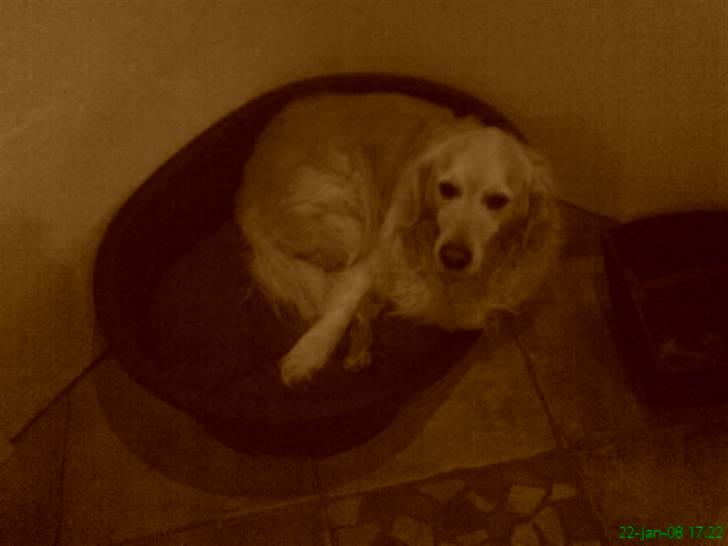 Golden retriever Niko(L) - HAN ER MIN HUND. & INGEN ANDES !!!! billede 15