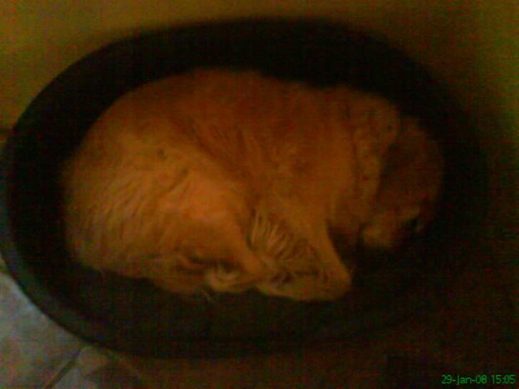 Golden retriever Niko(L) - Se jeg kan ligge helt ned i den!!!!  billede 16