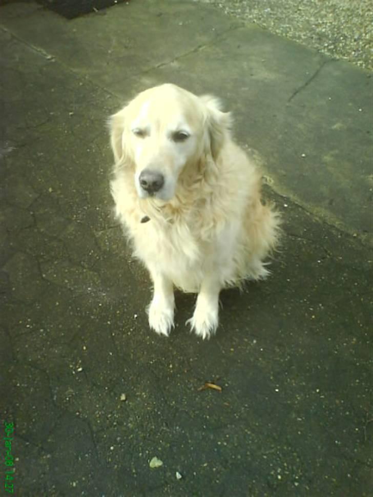 Golden retriever Niko(L) billede 17