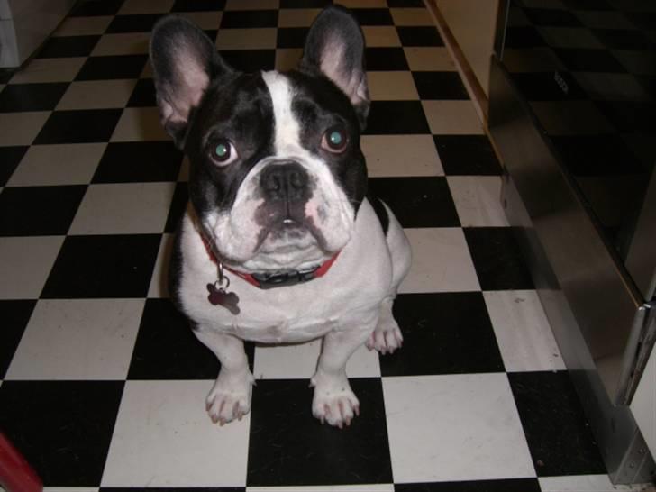Fransk bulldog Snolder - Nu har jeg siddet her et kvarter og mor har ikke tabt noget endnu, godt jeg har en lang tålmodighed ! billede 1