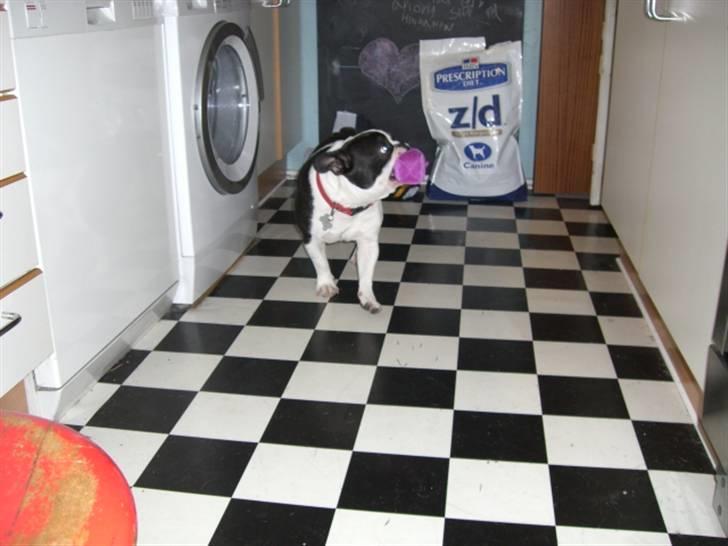 Fransk bulldog Snolder - Bamse nr 101 tyv- stjålet fra Frida`s værelse.... aaastig og afsted billede 2