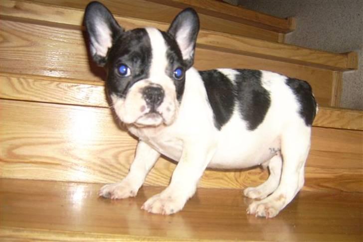 Fransk bulldog Snolder - ikke en kæmpe glad gris at se på :-( men det er indhentet sidenhen :-)   billede 3