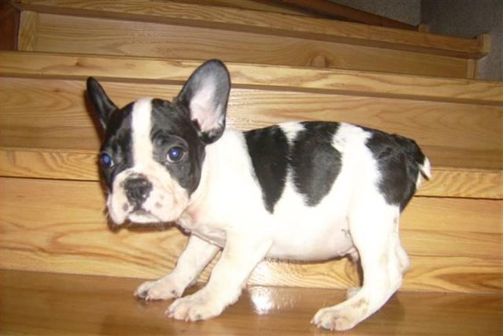 Fransk bulldog Snolder billede 4