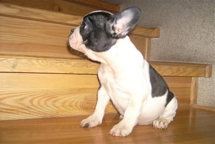 Fransk bulldog Snolder billede 5