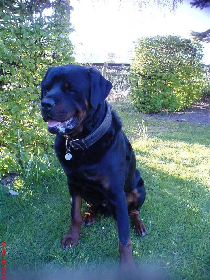 Rottweiler REX - er det ikke en tændt gril der står derovre ??????? billede 3