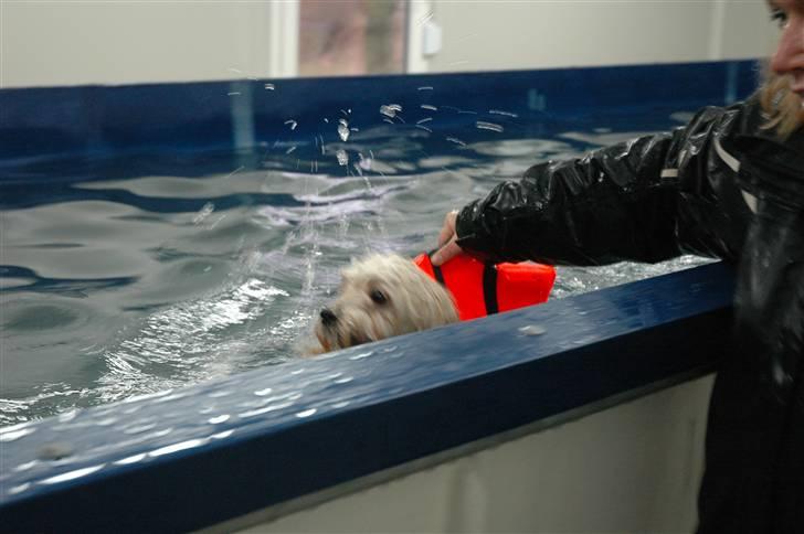 Løwchen Katongo billede 13