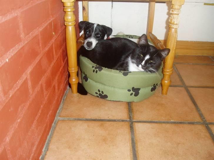 Jack russell terrier jack - Jack og the best friend Buller billede 12