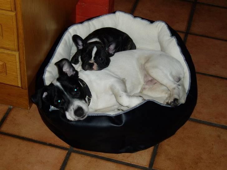 Jack russell terrier jack - Jack og lillebror William billede 13