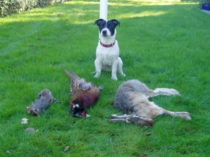 Jack russell terrier jack - Jack 6. måneder gammel Stolt jagt hund billede 14