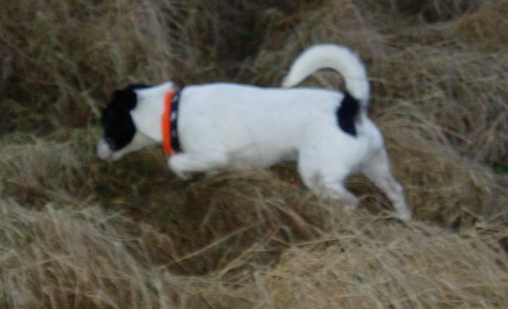 Jack russell terrier jack - Står stand for fasan billed fra januar billede 15