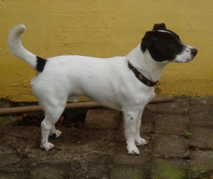 Jack russell terrier jack - Opstilling for fotografen febuar 2008 billede 16