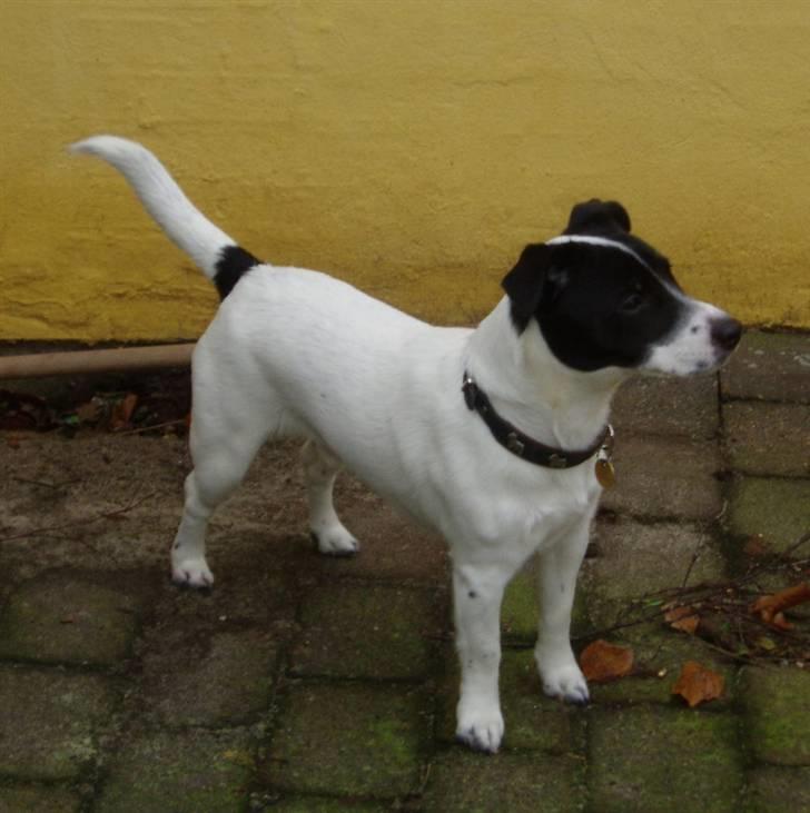 Jack russell terrier jack - opstilling febuar 2008 billede 17