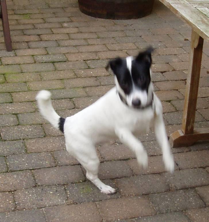 Jack russell terrier jack - Fjolle hund billede 18