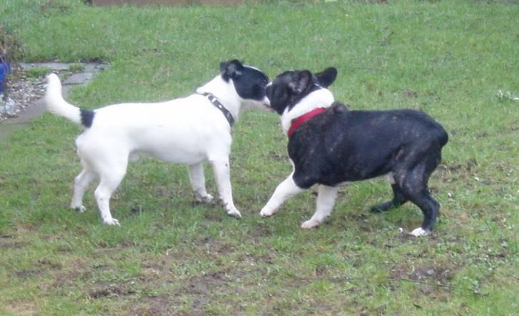 Jack russell terrier jack - Drengene leger billede 19