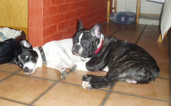 Jack russell terrier jack - Tid til en slapper billede 20