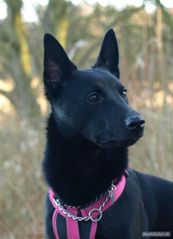 Australsk kelpie Gaia billede 16