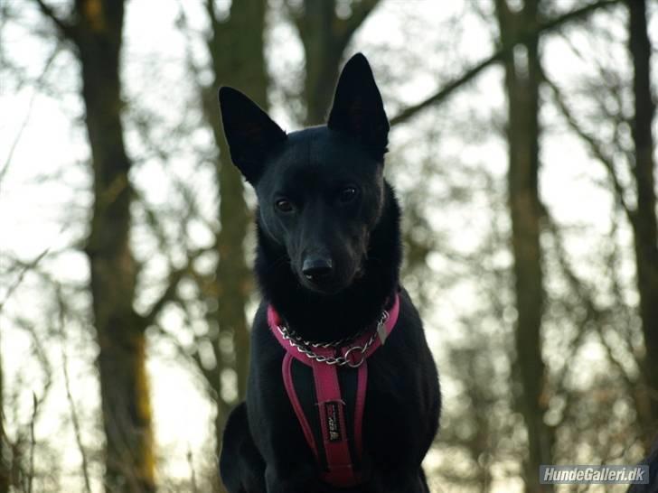 Australsk kelpie Gaia billede 17