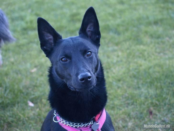 Australsk kelpie Gaia billede 18