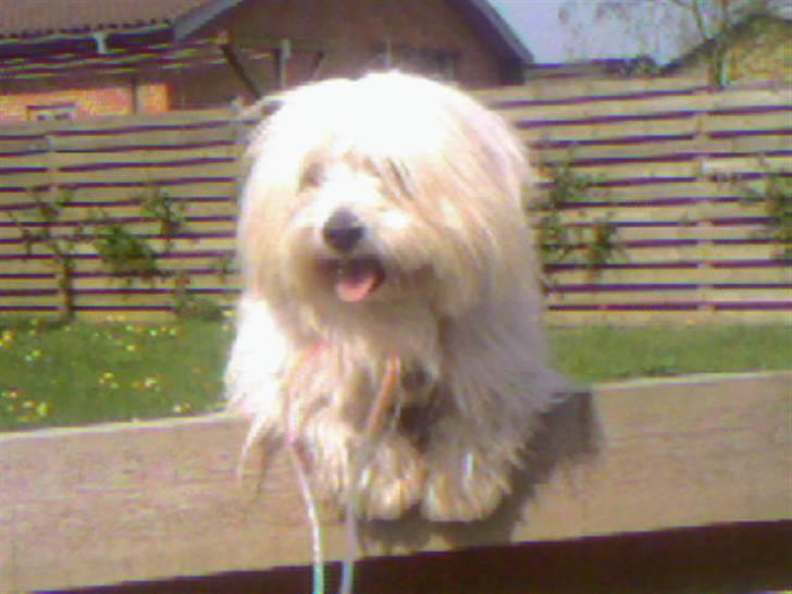 Coton de tulear Zimba =) - Jeg skal lige se hvad der er her ude=) billede 1