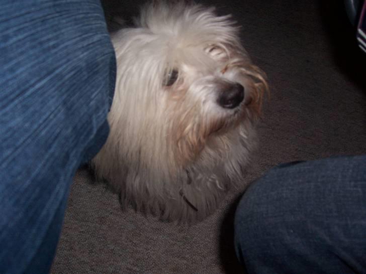 Coton de tulear Zimba =) - Jeg er godt nok træt.. billede 2