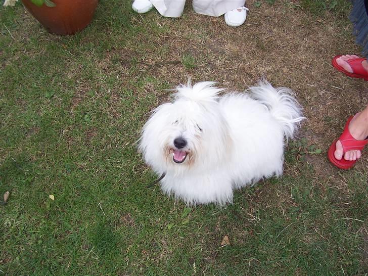 Coton de tulear Zimba =) - Se lige mig er jeg ikk bare søøød?! billede 3