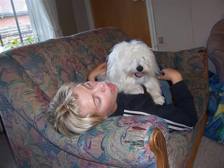 Coton de tulear Zimba =) - Pyha det var hårdt! (gammelt billed) billede 4